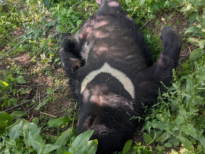 Orso nero asiatico