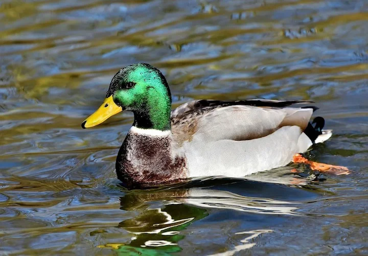 Emergency Duck Cull Approved in Södermanland to Protect Dairy Herds and Prevent Disease Outbreaks
