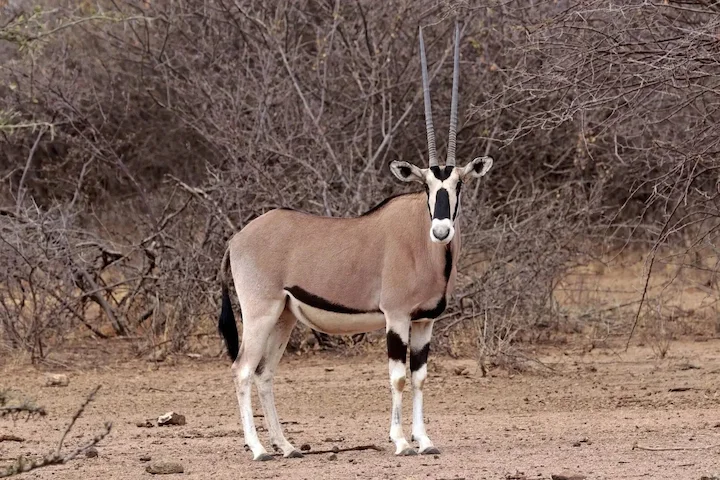 Beisa-orys (Oos-Afrikaanse orys) (Oryx beisa), 3 of 4