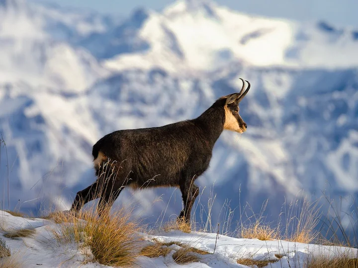 Ռուպիկապրա (Սև այծ) (Rupicapra rupicapra rupicapra), 2 of 3