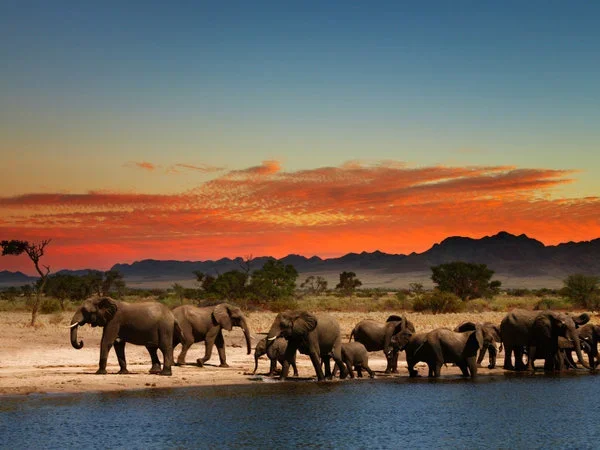 Zimbabwe has begun moving more than 2,500 wild animals from a southern reserve to one in the country's north to rescue t…