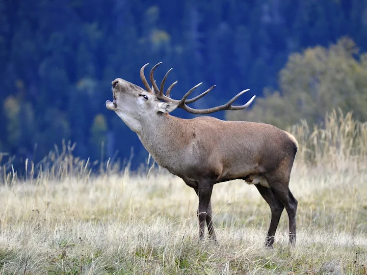 Марал (Червен елен) (Cervus elaphus maral)
