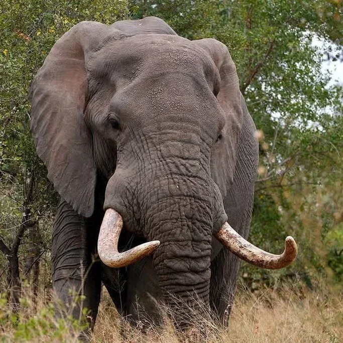 Bush Hunters Safaris