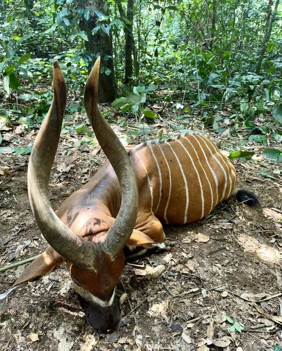 Bongo Hunting in Africa: Methods, Locations, Season, Costs. A Comprehensive Guide for Trophy Hunters

Introduction

The Bongo (Tragelaphus eurycerus) is a magnificent ant