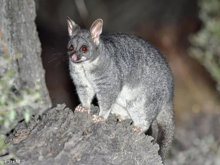 Common Brushtail Possum (Brushtail Possum, Possum) (Trichosurus vulpecula)