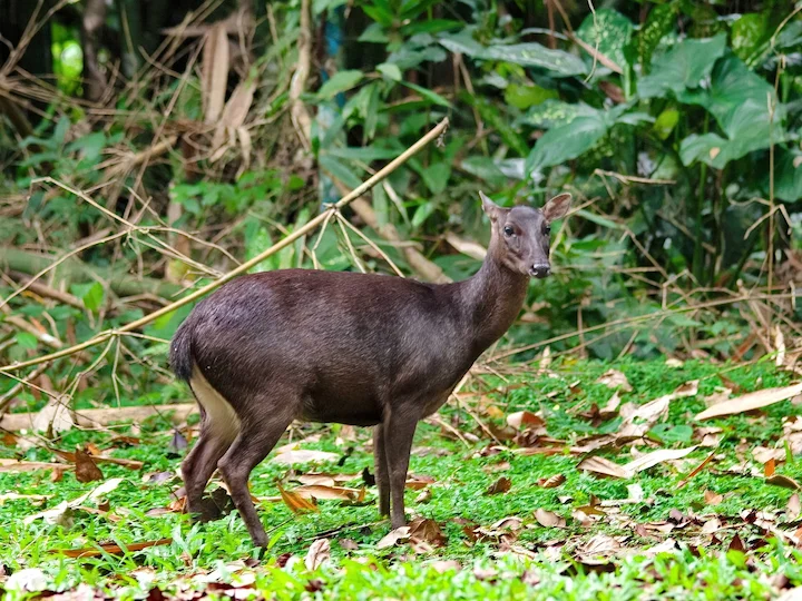Filippynse rusa (Mariannasrusa) (Rusa marianna), 3 of 3