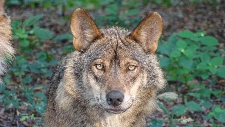 El Tribunal Supremo examina recursos contra la caza y captura del lobo en Asturias y Cantabria

El Tribunal Supremo de España se prepara este martes para revisar una seri