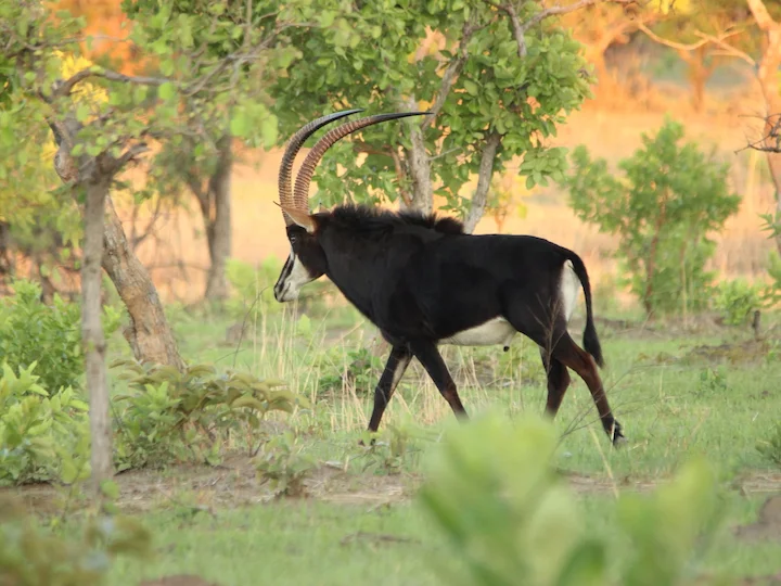 Սև հիպոտրագ (Կիրկի հիպոտրագ) (Hippotragus niger kirkii), 2 of 3