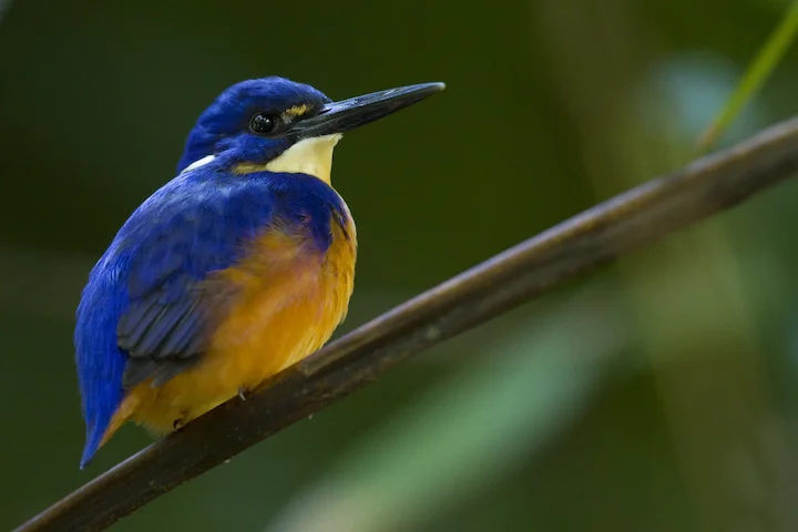 Kingfishers Thrive in Warmer Winters: A Rare Bird Becomes a Spectacle for Nature Lovers in Sweden