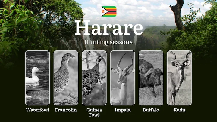 Hunting Seasons in HARARE, Zimbabwe: Hunting Periods, Licenses, Rules, Protected Species and Legal Restrictions
