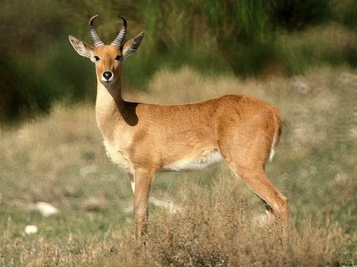 Rietbok (Rooibok)