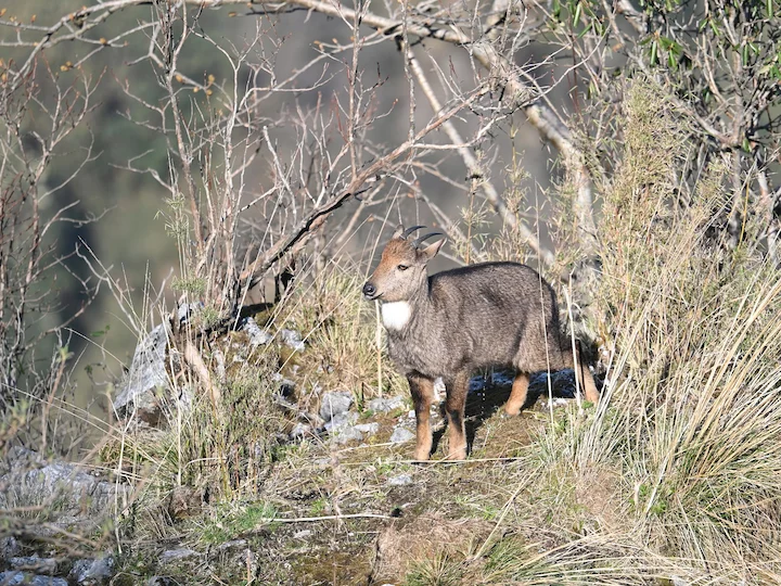 Goral (Bergziege) (Naemorhedus goral)