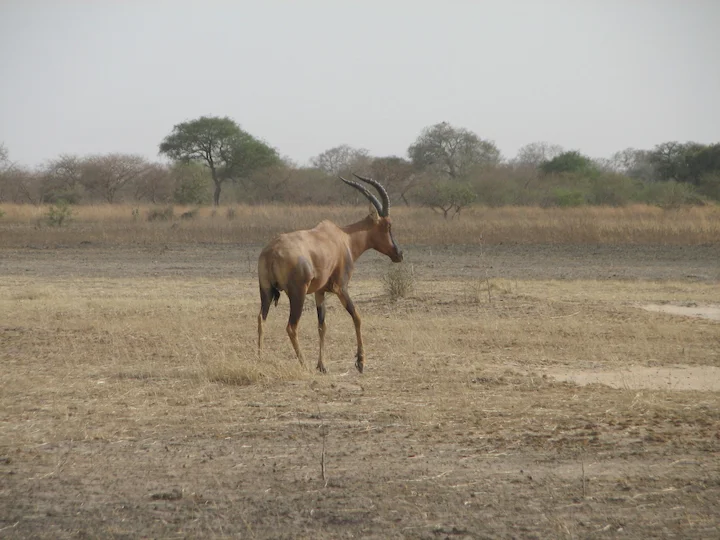 Կորիգում (Տոպի) (Damaliscus lunatus korrigum), 2 of 3