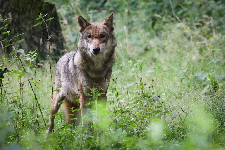 Landtag beschließt Änderung des Landesjagdgesetzes – Wolf‑Management zentralisiert

Der Landtag von 