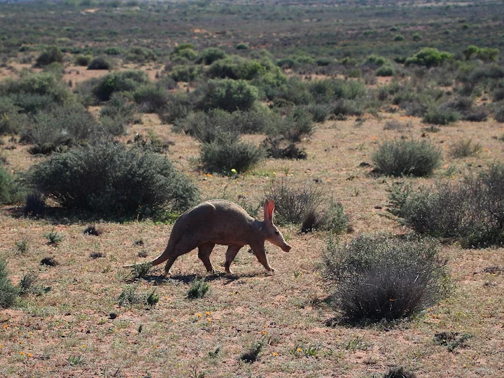 Erdferkel (Ameisenbär) (Orycteropus afer)