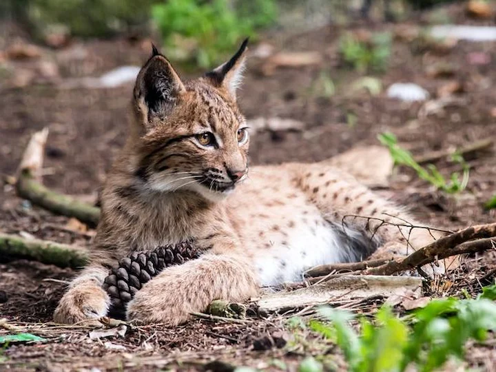 Կարպատյան լուսան (Լուսան) (Lynx lynx carpathicus), 2 of 3