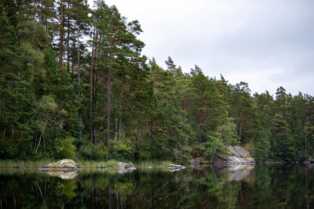 Hunting in Blekinge, Sweden: A Complete Guide for Hunters on Species, Seasons, and Key Tips for a Successful Hunting Exp…