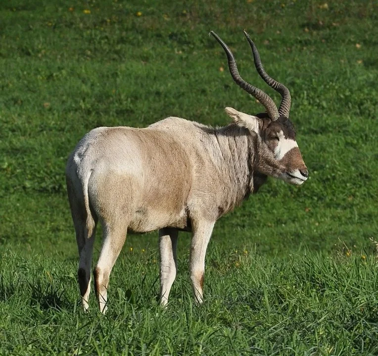 Ադդաքս (Addax nasomaculatus), 4 of 5