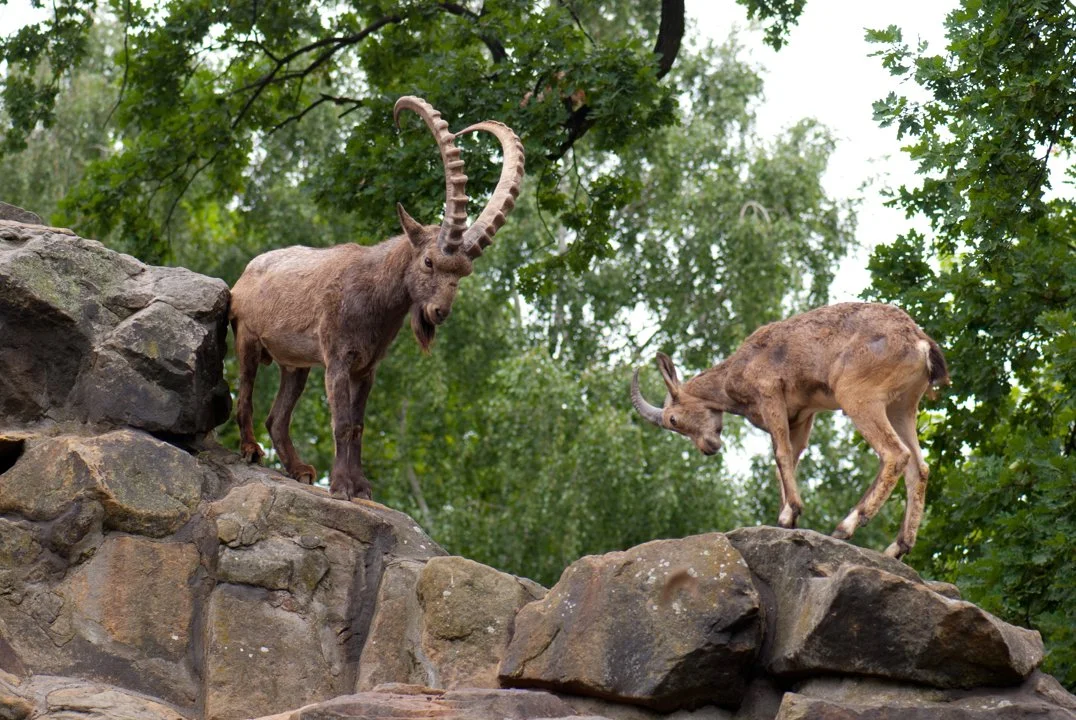 Սիբիրական այծ (Սիբիրյան այծ) (Capra sibirica), 2 of 2