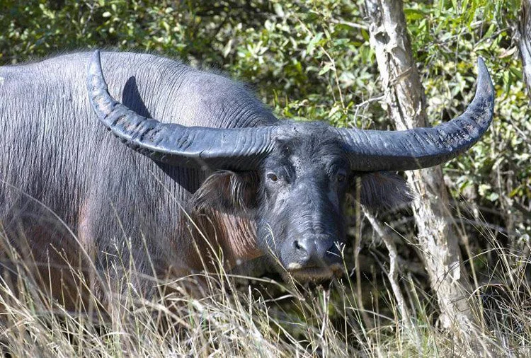 Asiatiese buffels (latyn Bubalus) is'n genus Van Asiatiese buffels uit die familie van holhoornige soogdiere van die suborde ruminants, wat in 1827 deur Charles Hamilton