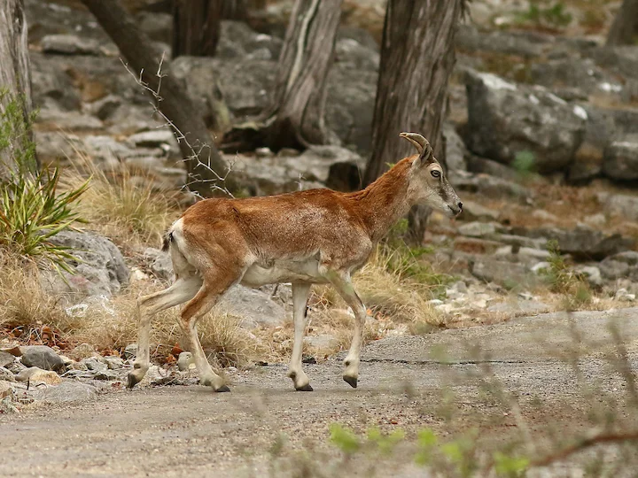 Armeense muflon (Oosterse muflon) (Ovis orientalis gmelini), 3 of 3