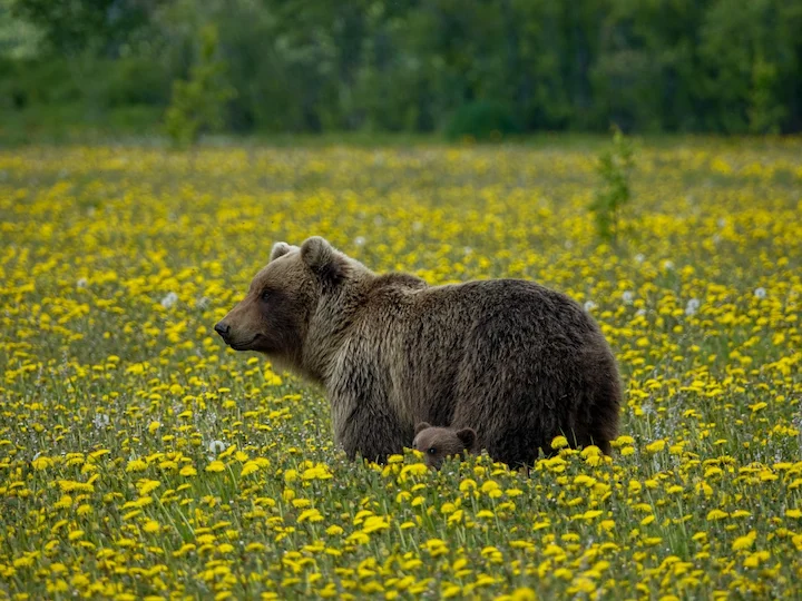 Beringisk brunbjörn (Ursus arctos beringianus)