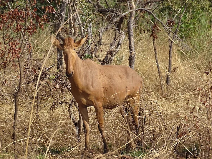 Antilope hartebeest