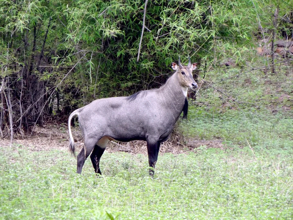 نیلگای (گاوآهوی هندی) (Boselaphus tragocamelus)