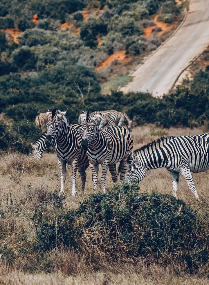 Zebra Hunting in Namibia: A Striped Trophy Worth Pursuing