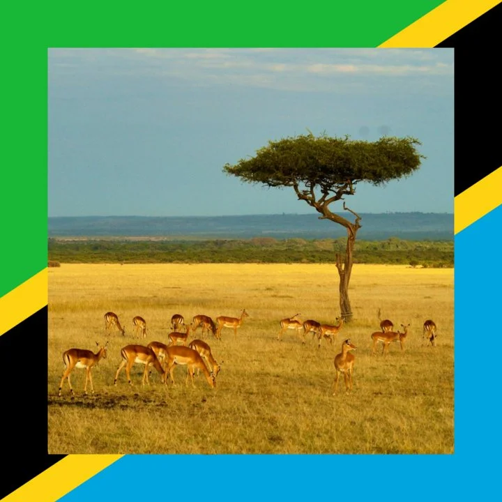 Tanzania: All About Hunting and Fishing, News, Forum.  avatar