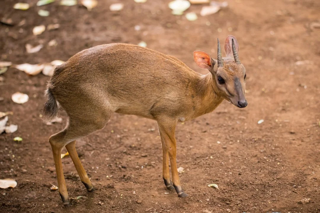 Moschusduiker (Klipspringerduiker)