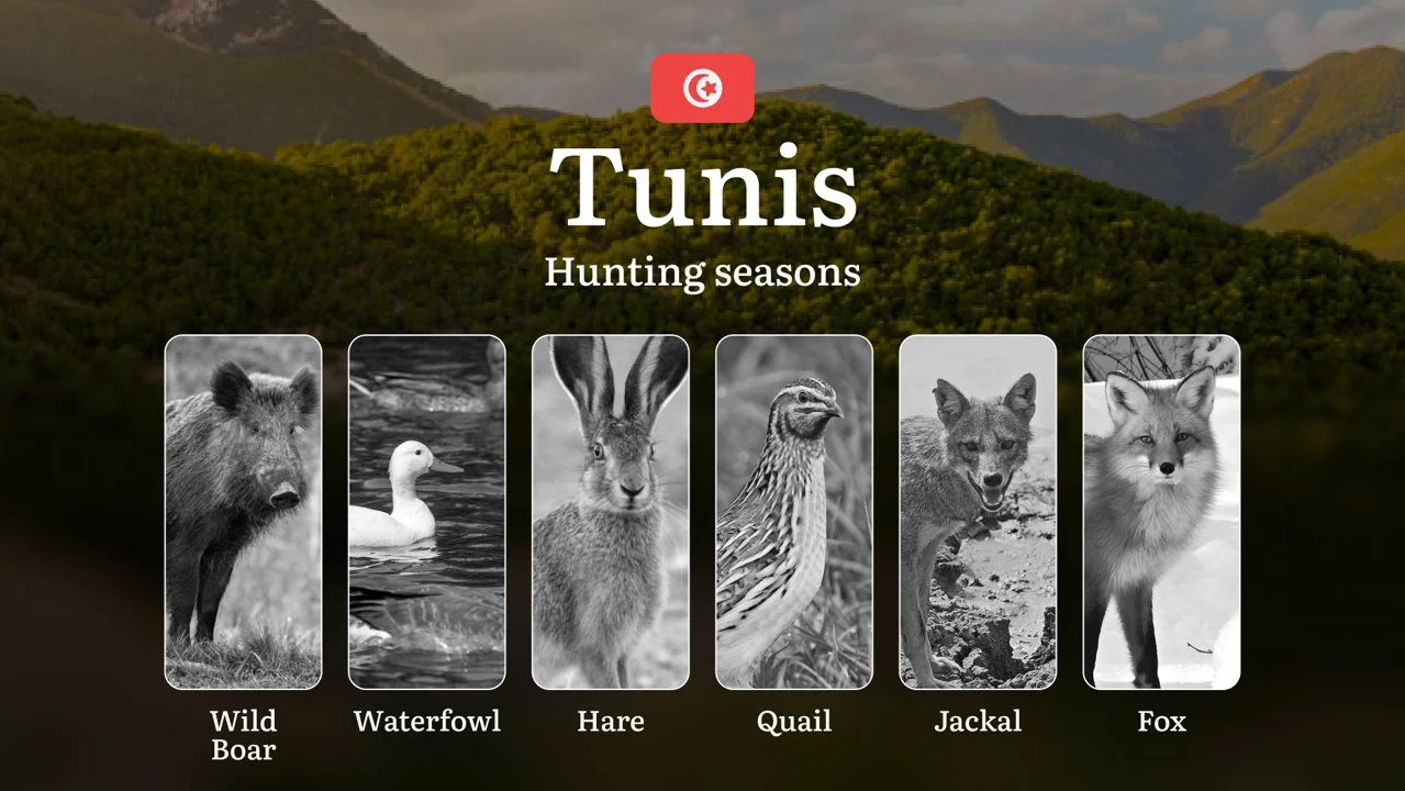 Hunting Seasons in TUNIS: Key Hunting Periods, General Rules, Restrictions and Protected Species, Legal Requirements and…