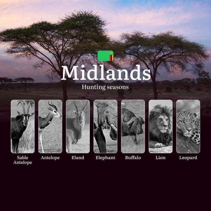 When the Miombo Woodlands Whisper: Midlands' Premier Hunting Seasons and Calendar and Trophy Opportunities