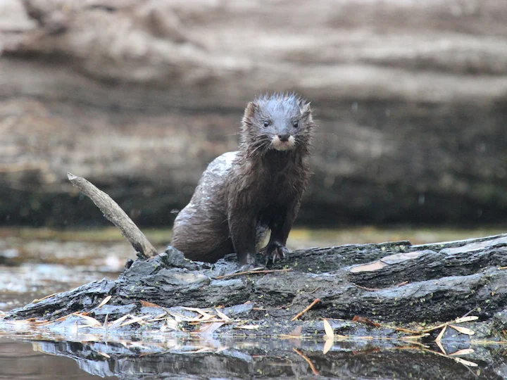 Europäischer Nerz (Steppennerz) (Mustela lutreola)