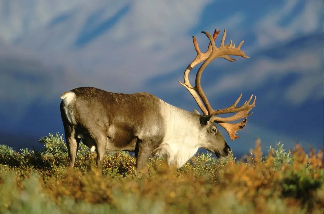 Kariboet (Groenlandse rendier) (Rangifer tarandus groenlandicus), 2 of 3