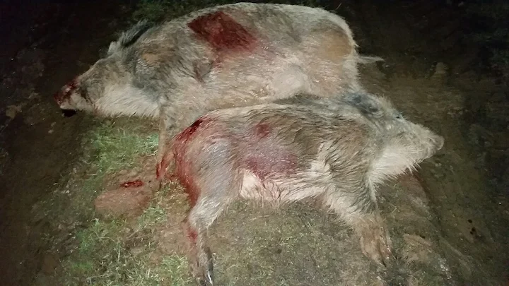 Wildschwein