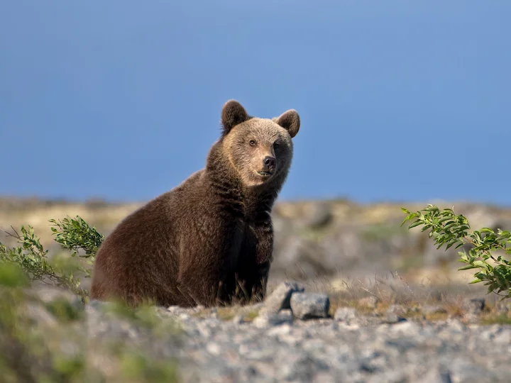Brown bear (Common brown bear, Eurasian brown bear) (Ursus arctos)