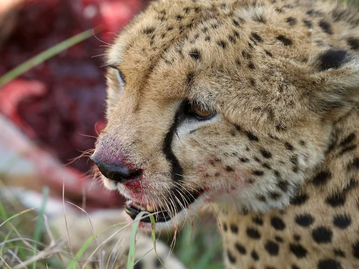 Գեպարդ (Acinonyx jubatus)
