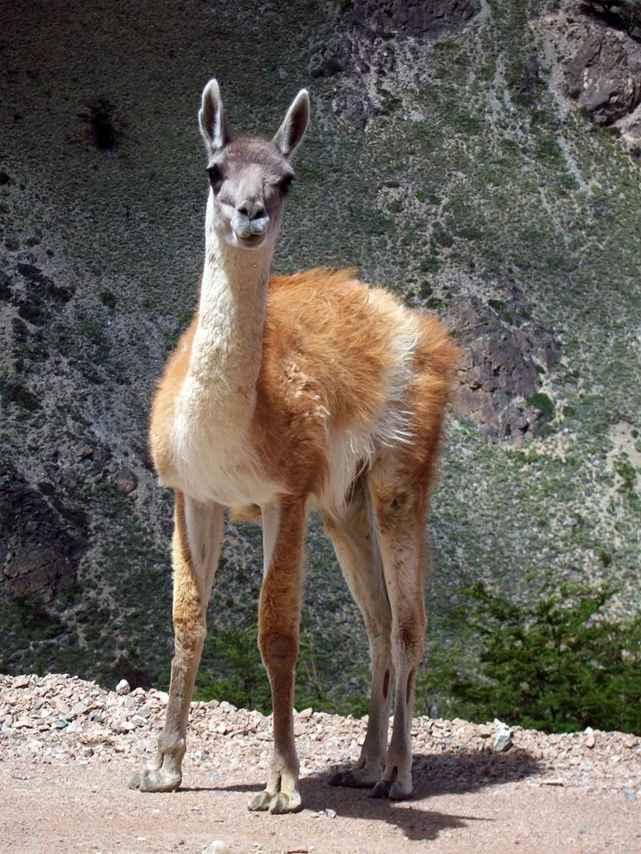 Guanako (Lama guanicoe)