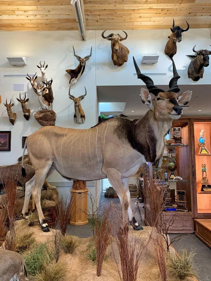 The largest antelope on the planet the Lord Derby Eland! This giant from Cameroon now rests in its forever trophy room in the Permian basin to be enjoyed by everyone🙌 
