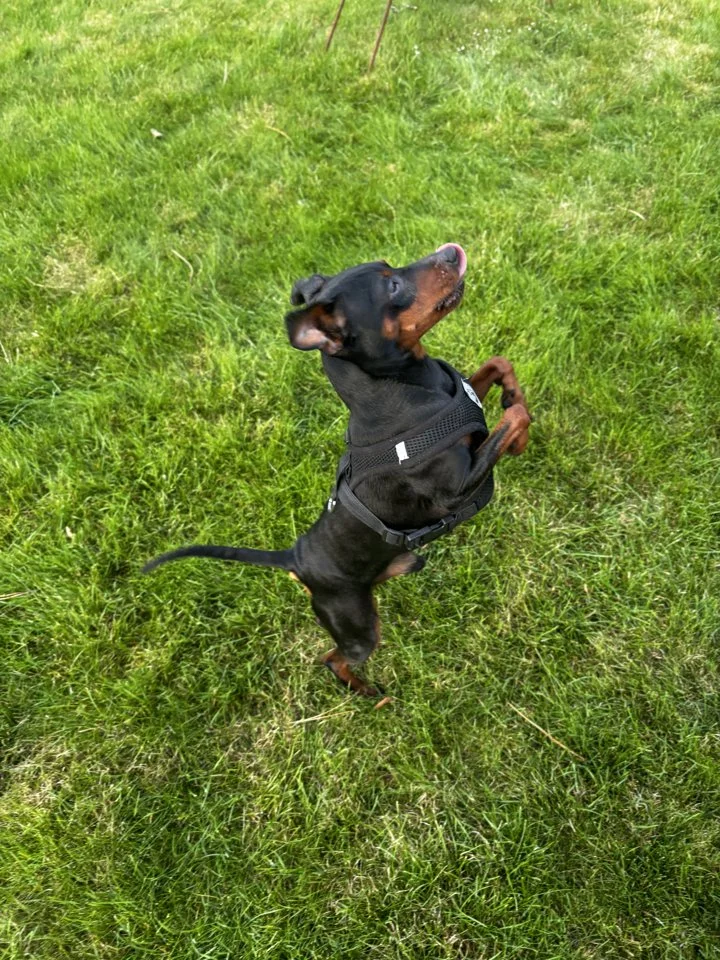 My brave hunting companion