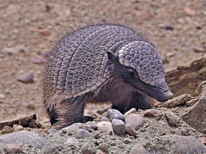 Pichi (Kaapse pogi) (Zaedyus pichiy), 3 of 3