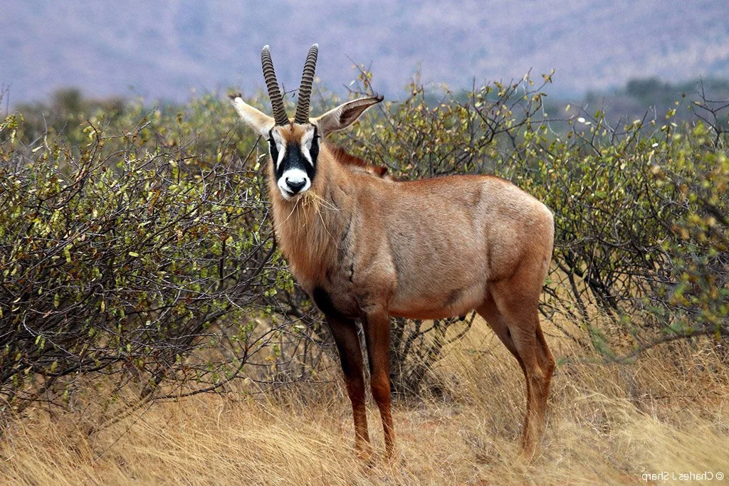 Ռոան անտիլոպ (Հիպոտրագ) (Hippotragus equinus), 3 of 4