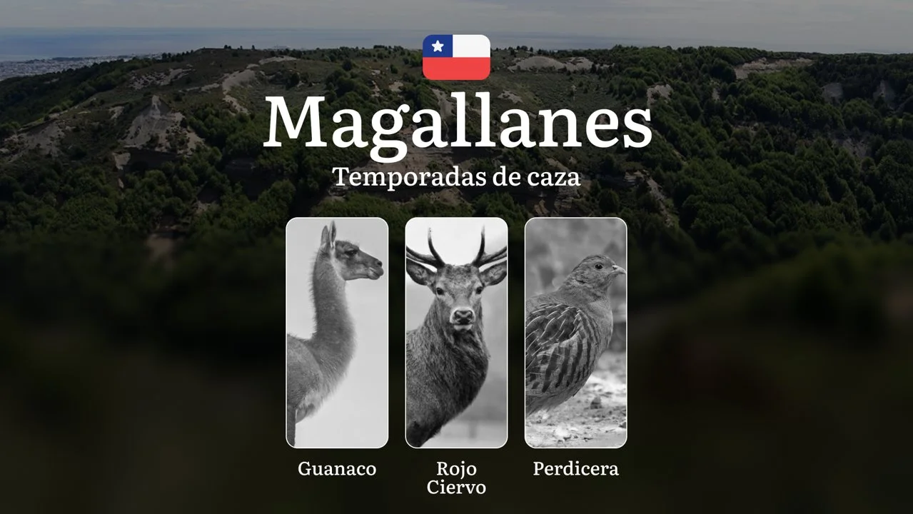 Región de Magallanes Temporadas de caza en Chile: épocas, permisos y reglas, restricciones, límites y especies protegidas
Principales épocas y factores que definen la te