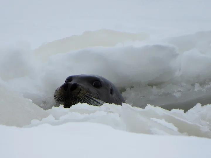 Foca barbuta