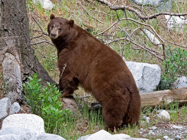 Swartbeer (Amerikaanse swartbeer) (Ursus americanus californiensis), 2 of 3