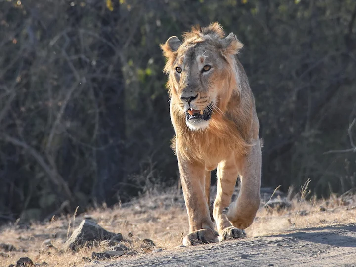 Löwe (Afrikanischer Löwe) (Panthera leo leo)