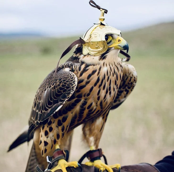 Falconry License and Legal Requirements by Country: Verified Guide for Hunters and Falconers Worldwide