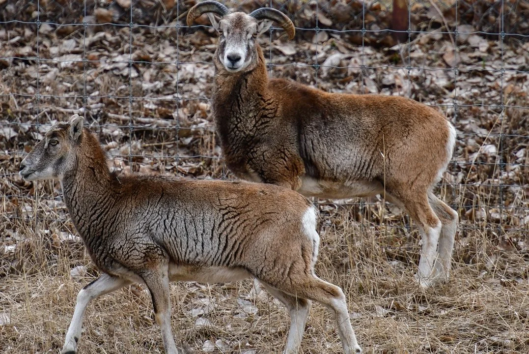 Oosterse skaap (Mouflon) (Ovis aries orientalis), 2 of 3