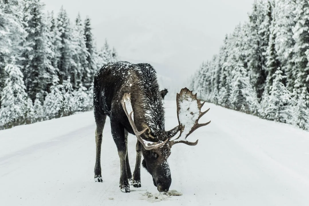 Québec to Launch Aerial Moose Survey in Zone 17 